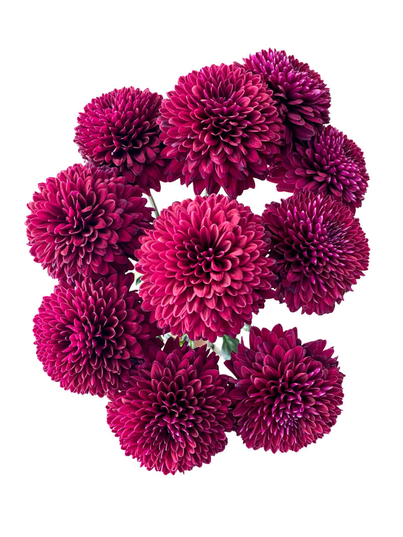 Chrysanthemum Ganache - Image 2