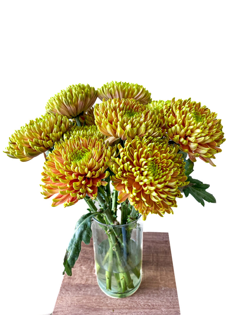 Chrysanthemums - Image 13