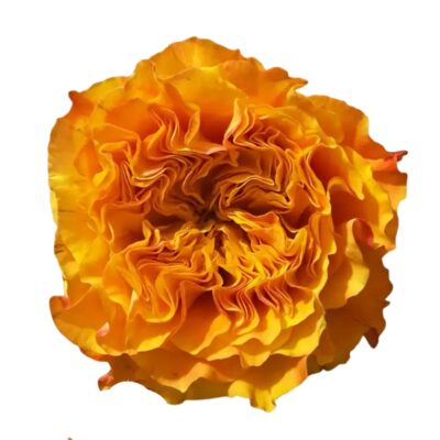 Orange Reeva