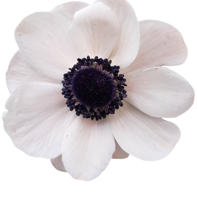 Anemone Mistral Panda Blush (10 St Bunch)