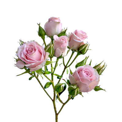 Spray Rose Elba