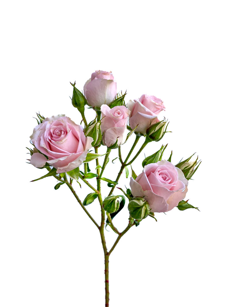 Spray Rose Elba
