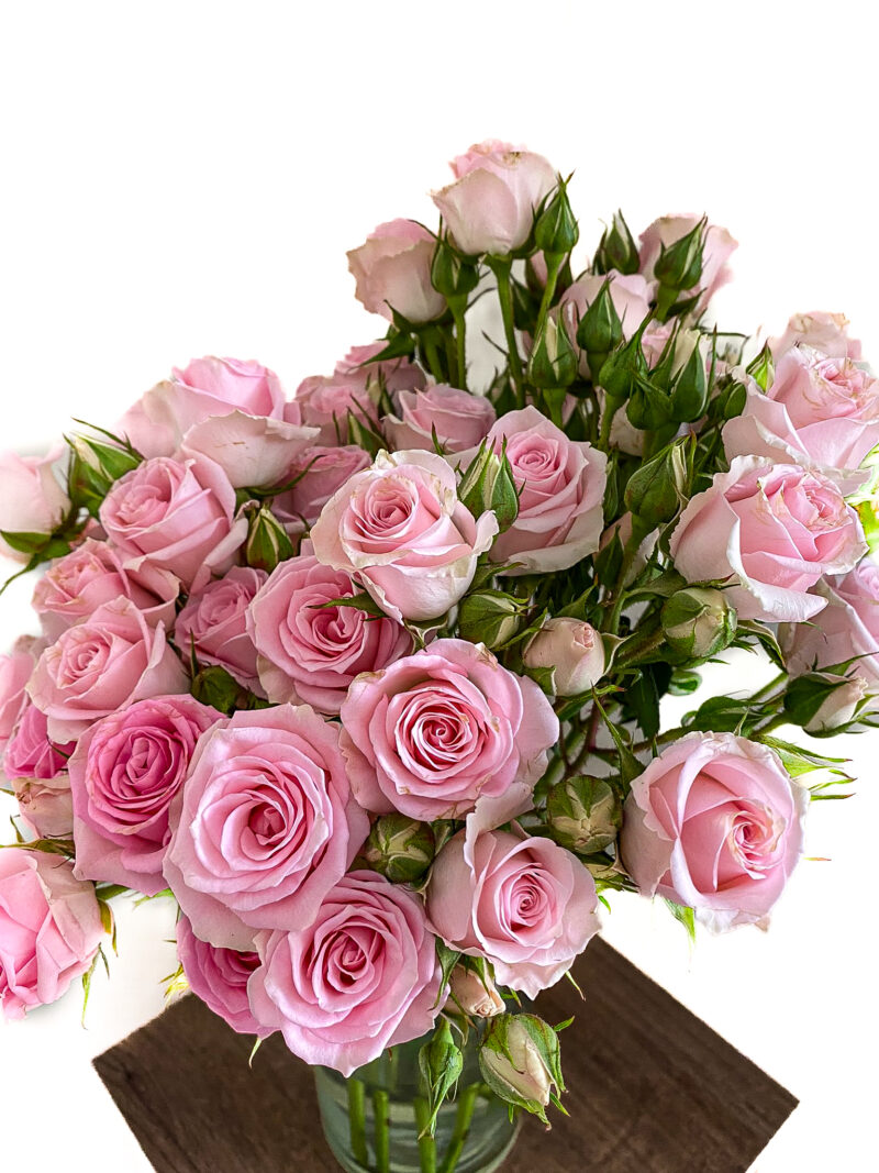 Spray Rose Elba - Image 3