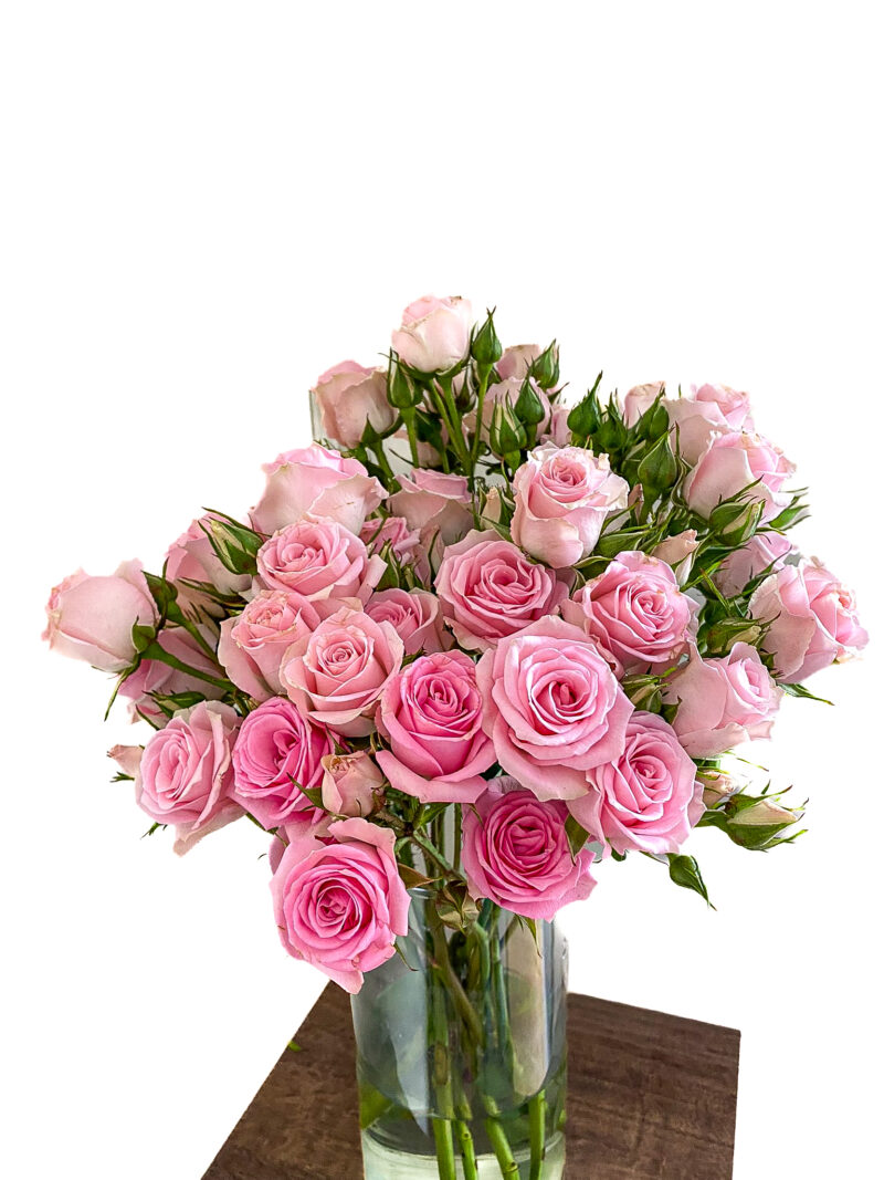 Spray Rose Elba - Image 4