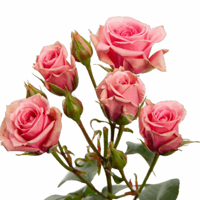 Spray Sweet Sensation