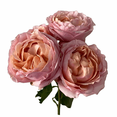 Spray Julietta *Exclusive*