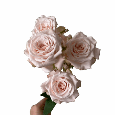 Spray Brilliant Star Volans