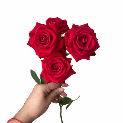 Spray Rose Brilliant Star Aries