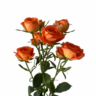 Spray Brilliant Star Taurus Orange