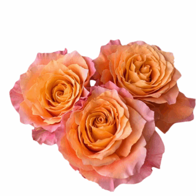 Spray Rose Adeline *Exclusive*