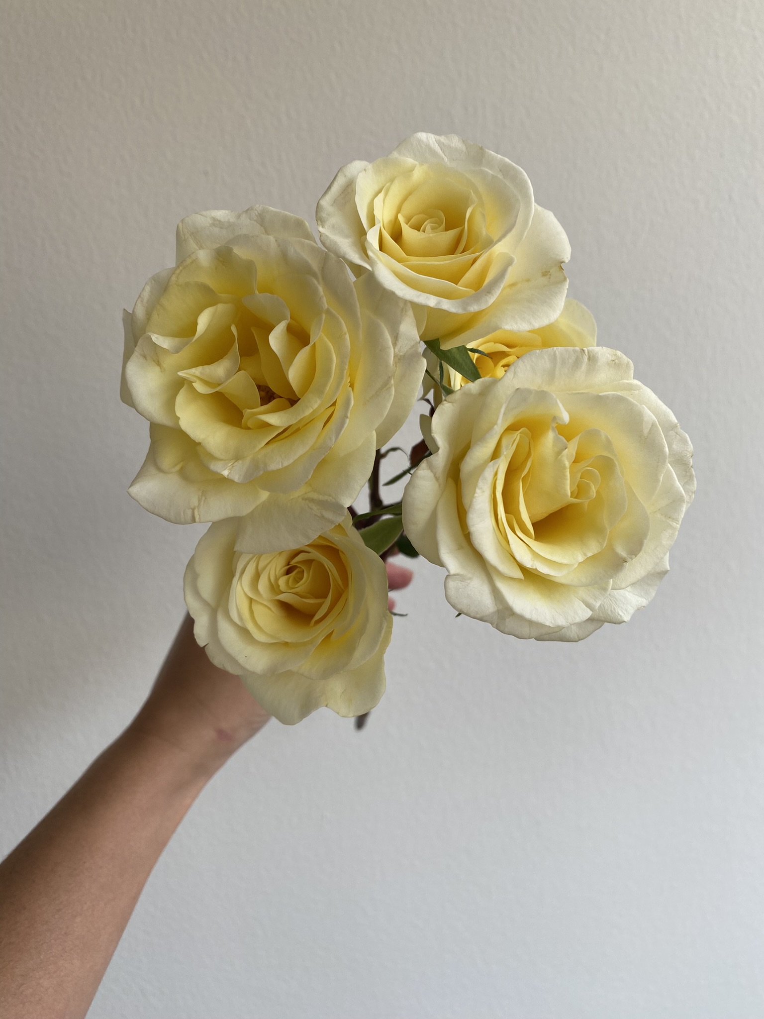 Spray Rose New Moon - Image 7