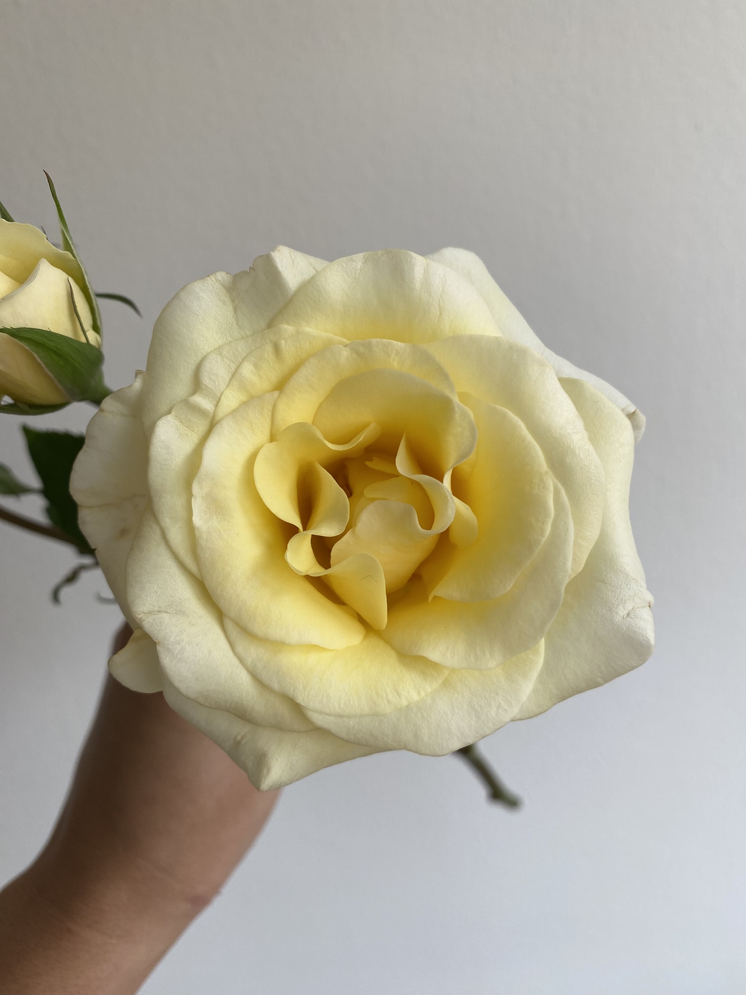 Spray Rose New Moon - Image 8