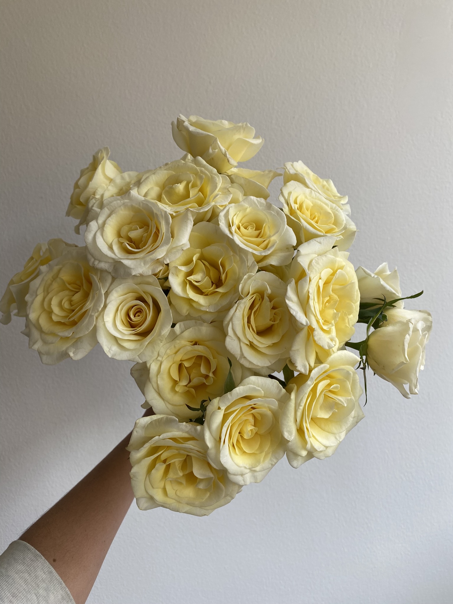 Spray Rose New Moon - Image 10