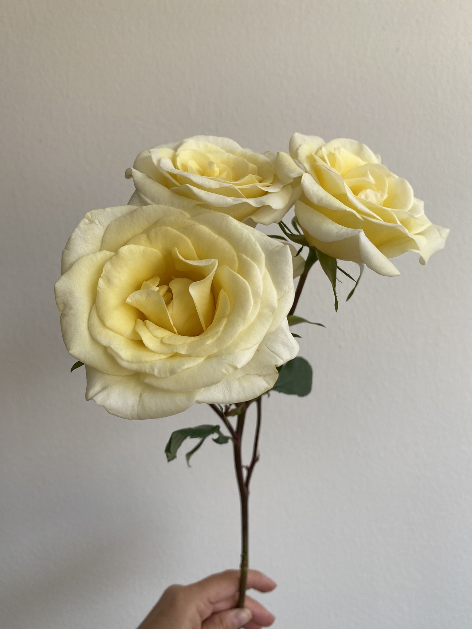 Spray Rose New Moon - Image 11