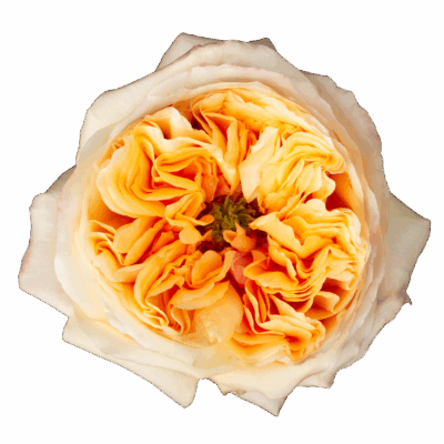 Cream Xpression (25 St Bunch)