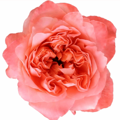 Dragonfly (25 St Bunch SM)