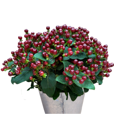 Hypericums Burgundy