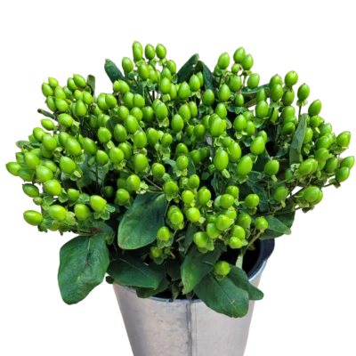 Hypericums Green