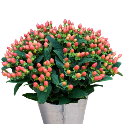 Hypericums Peach