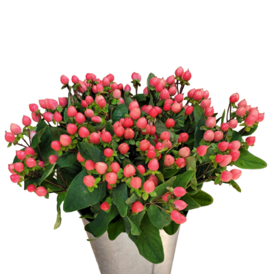 Hypericums Pink