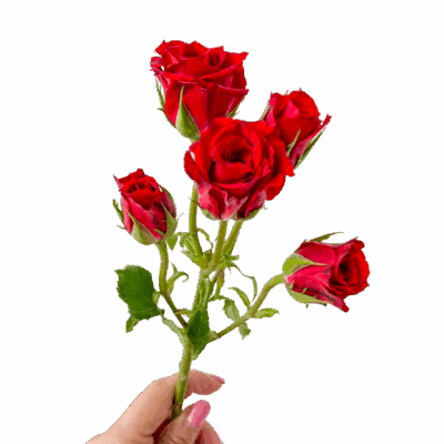 Spray Red Mikado (10 St Bunch)