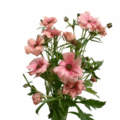 Ranunculus Natura Moderna