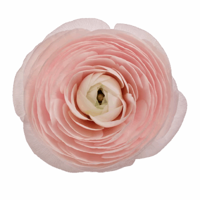 Ranunculus Cloni