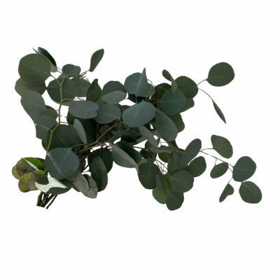 Eucalyptus Polyanthemus