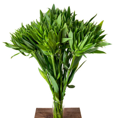 Alstroemeria Green Planet