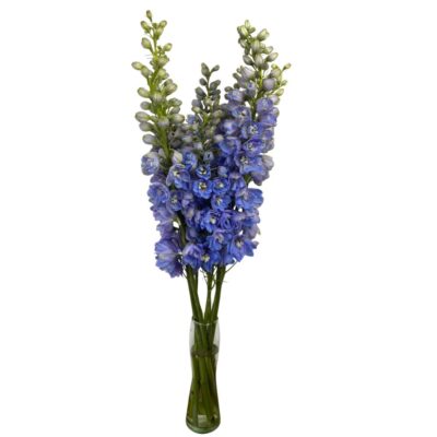 Delphinium Summer Skies