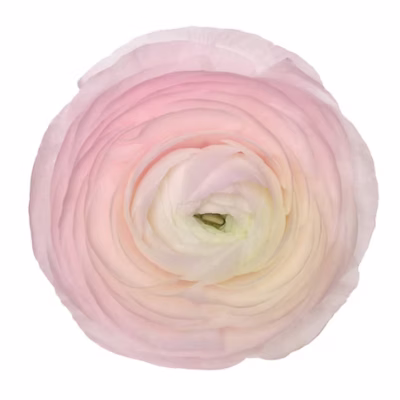 Ranunculus Elegance Light Pink