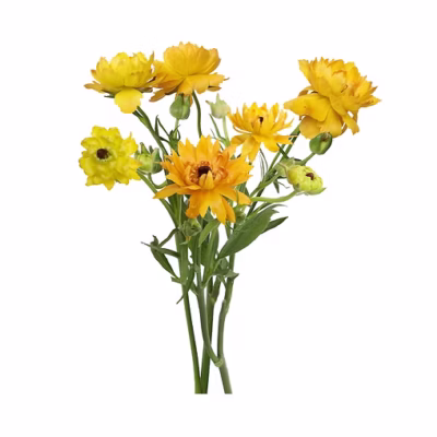 Ranunculus Moderna Vivaldi (10 St Bunch)