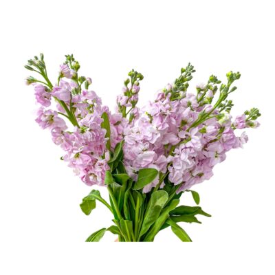 Stock Lavender