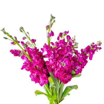 Stock Hot Pink