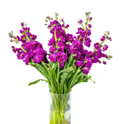 Stock Reddish Purple