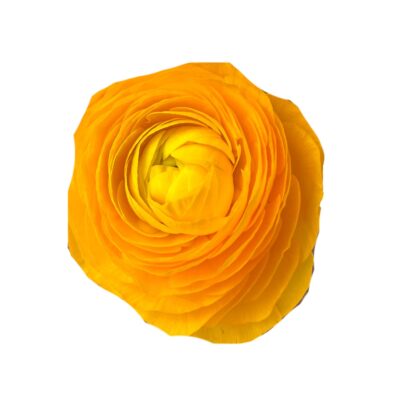 Ranunculus Elegance Yellow