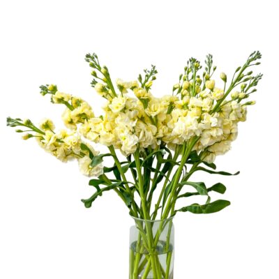 Stock Yellow