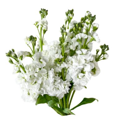 Stock White