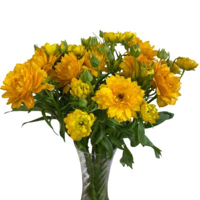Ranunculus Natura Moderna Vivaldi