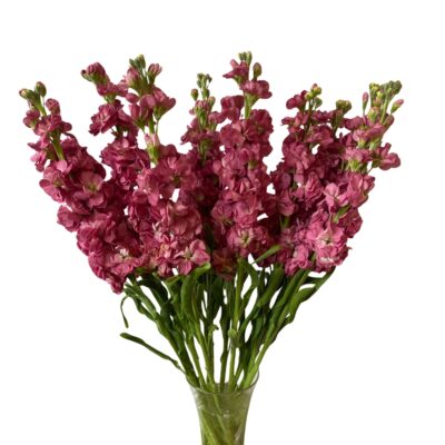 Stock Mauve