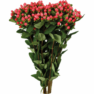 Hypericums Red