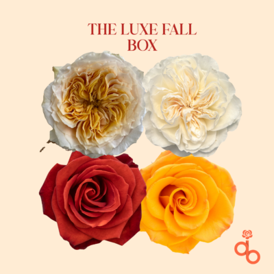 The Luxe Fall Box