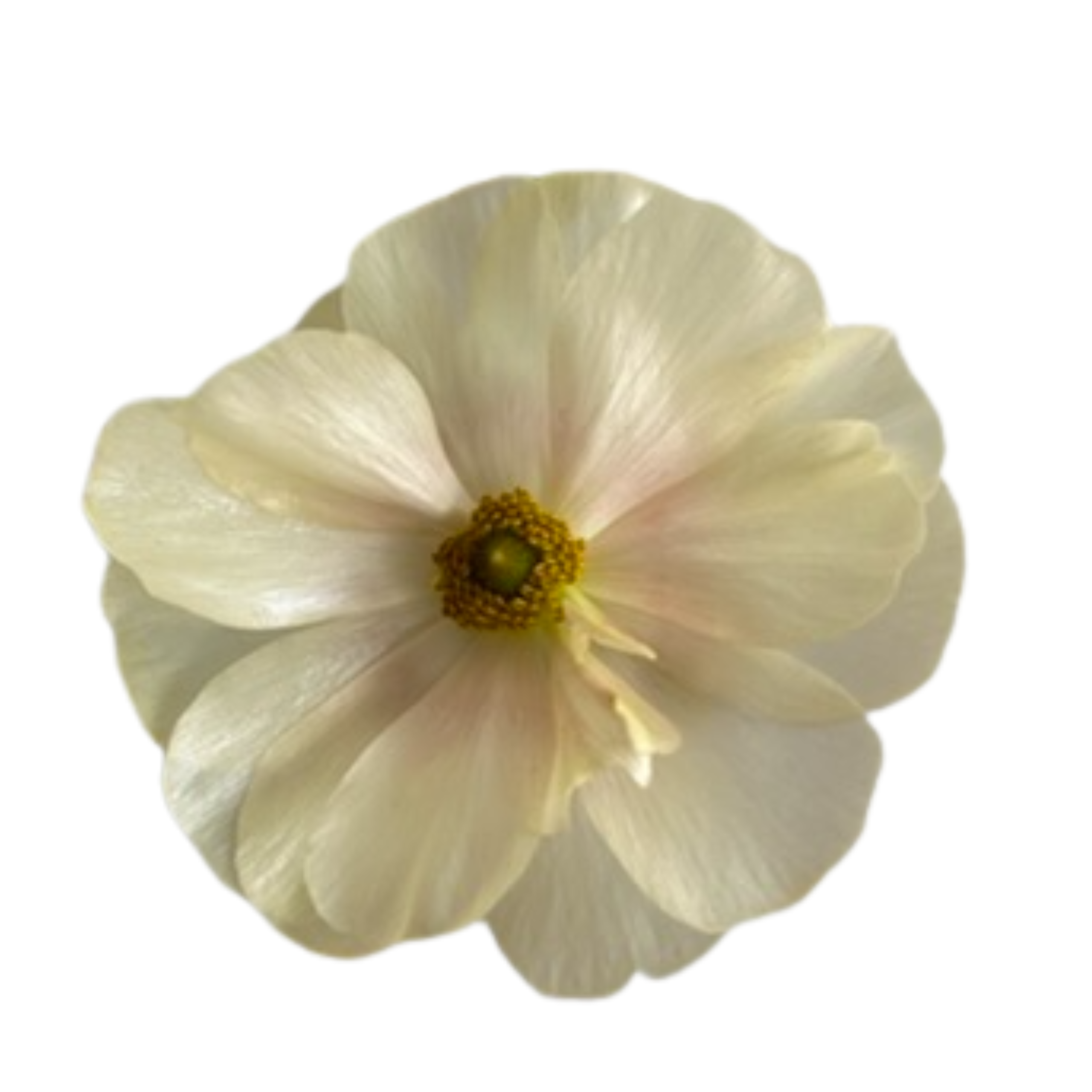Ranunculus Butterfly Keramos