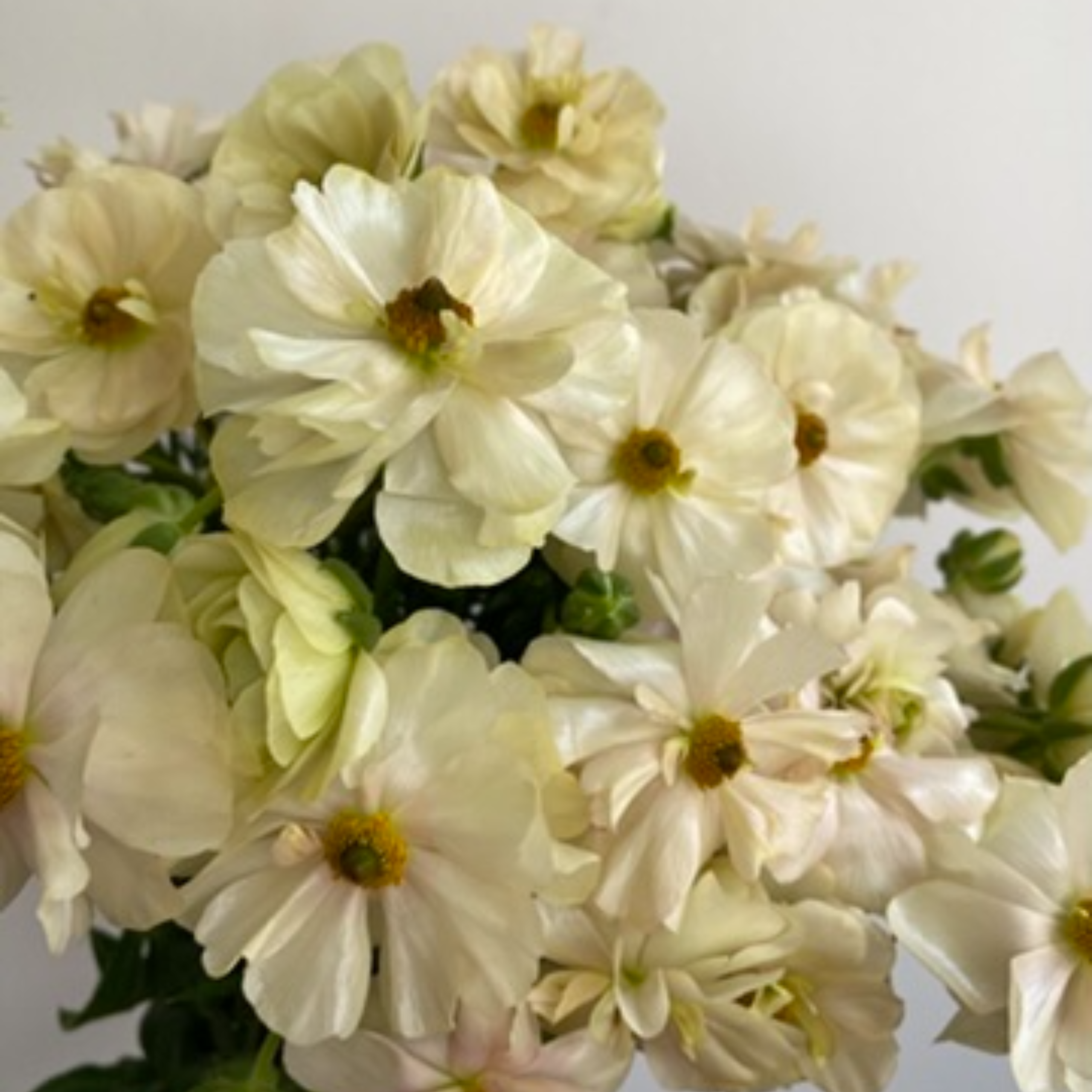 Ranunculus Butterfly Keramos - Image 3