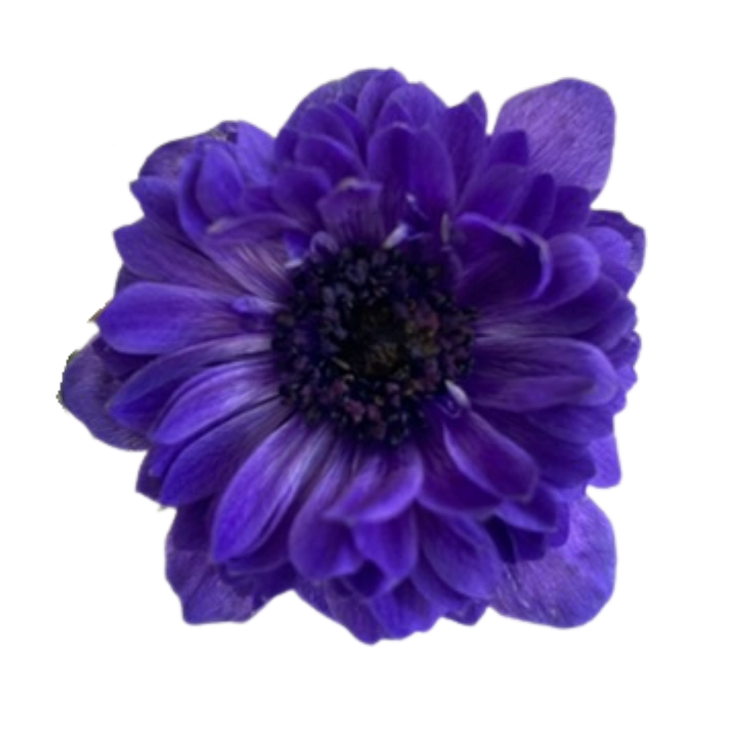Anemone Full Star Blue