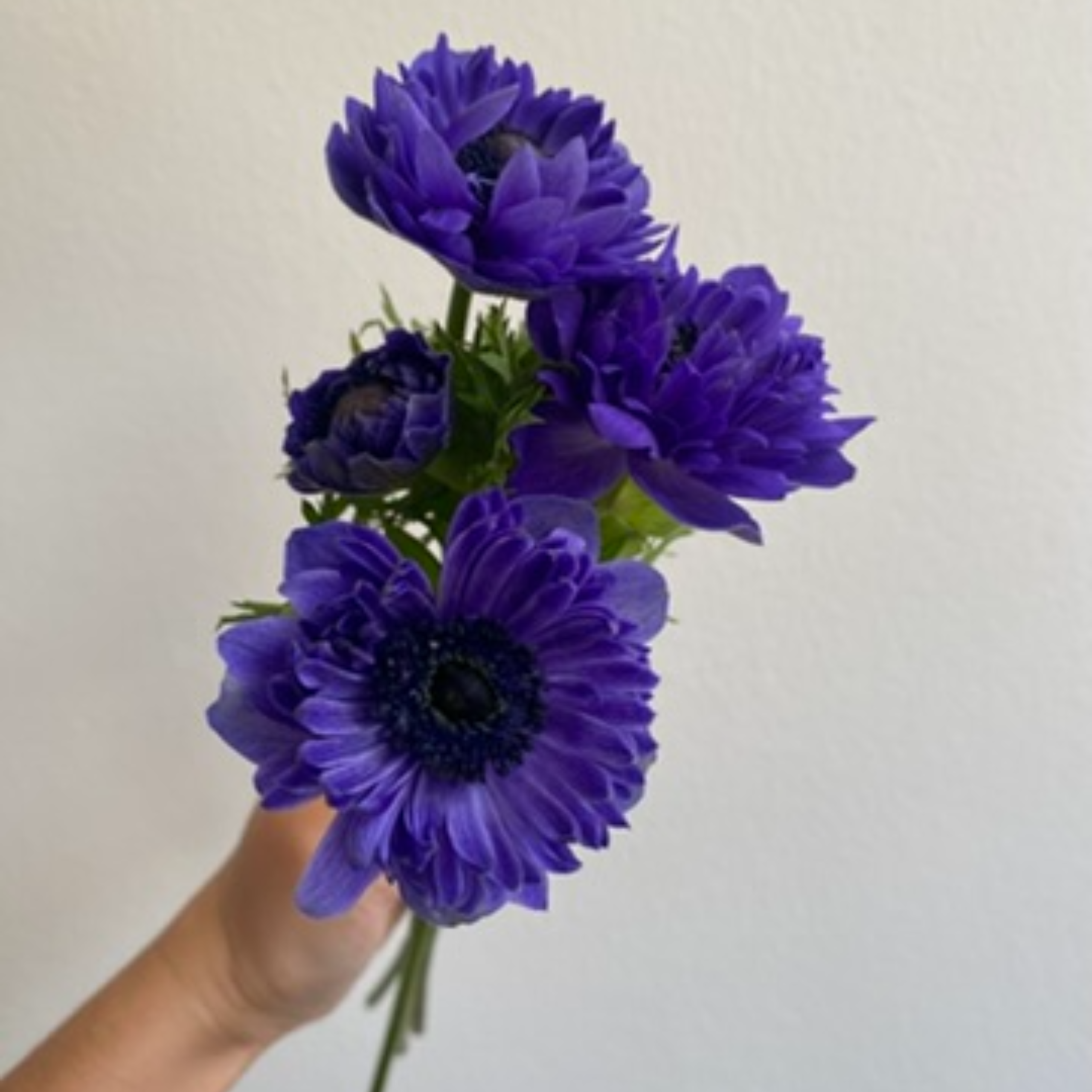 Anemone Full Star Blue - Image 2