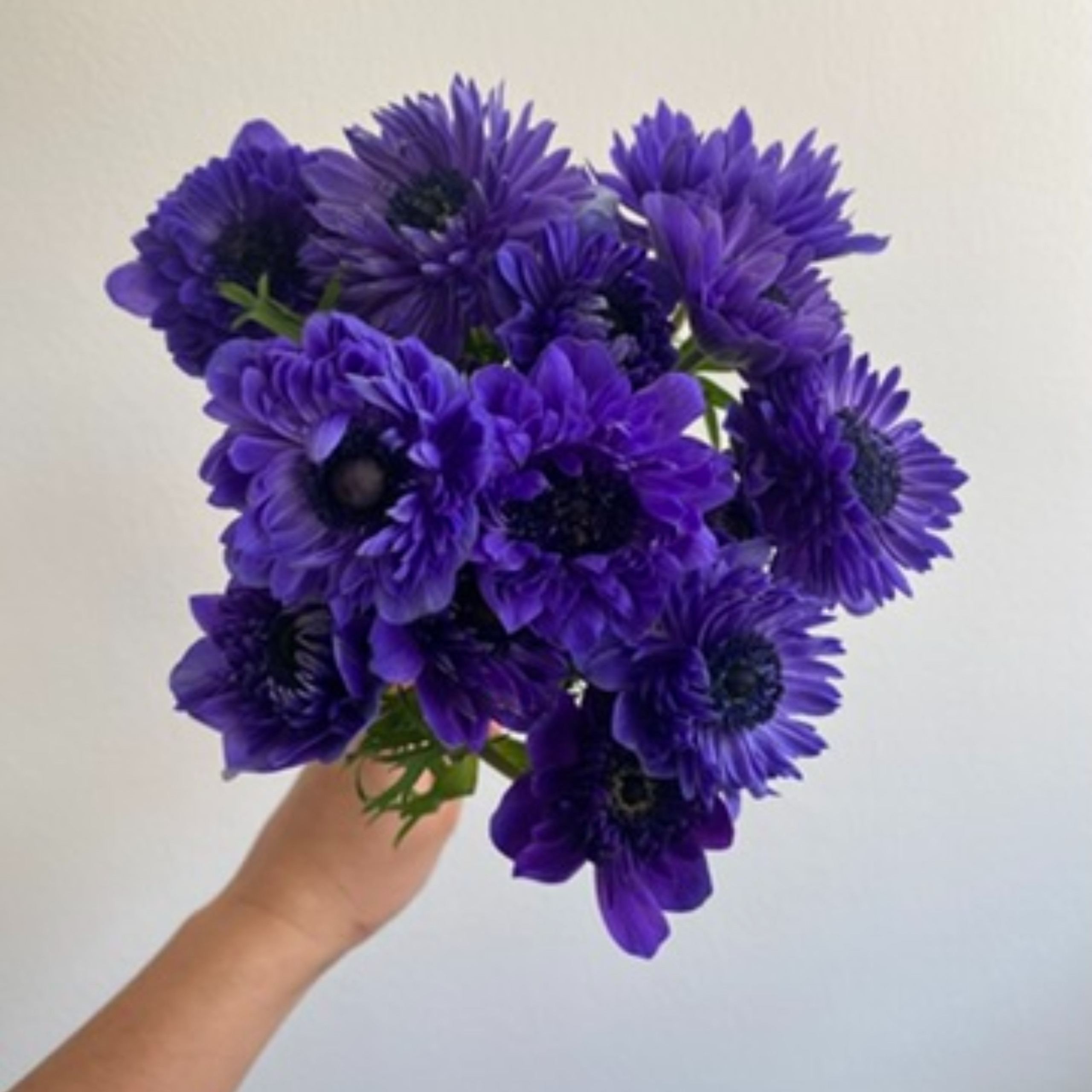 Anemone Full Star Blue - Image 3