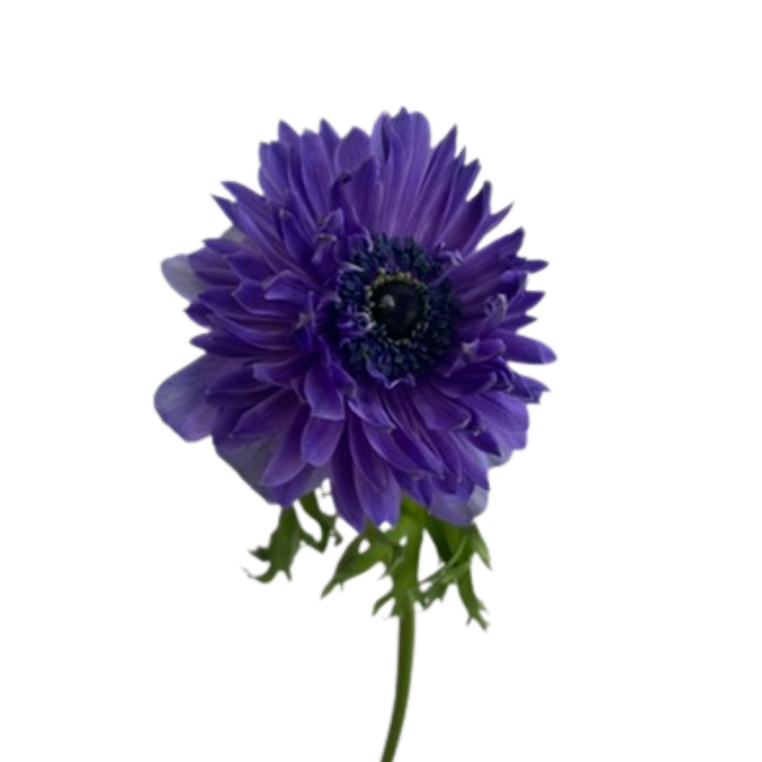 Anemone Full Star Blue - Image 4