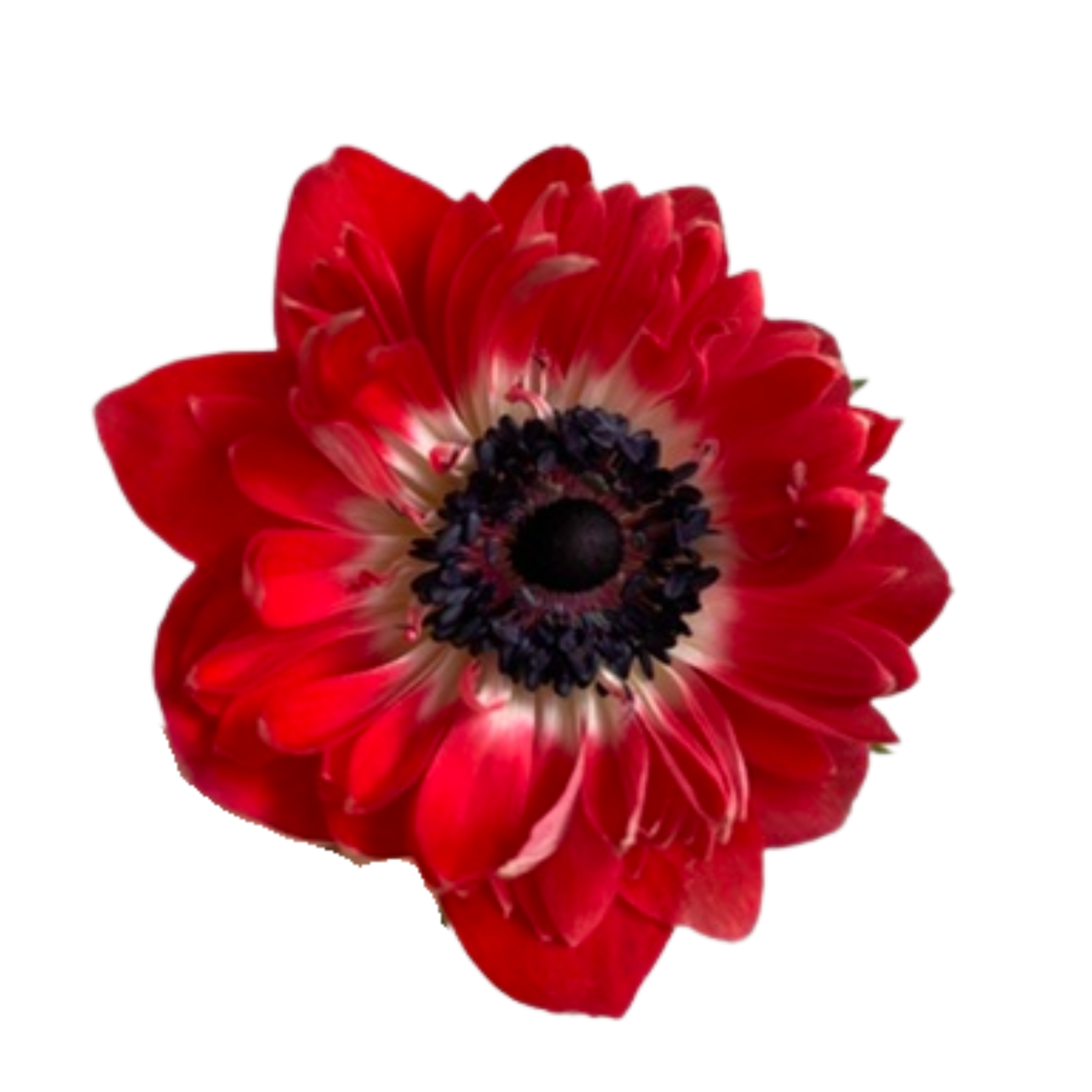 Anemone Full Star Red