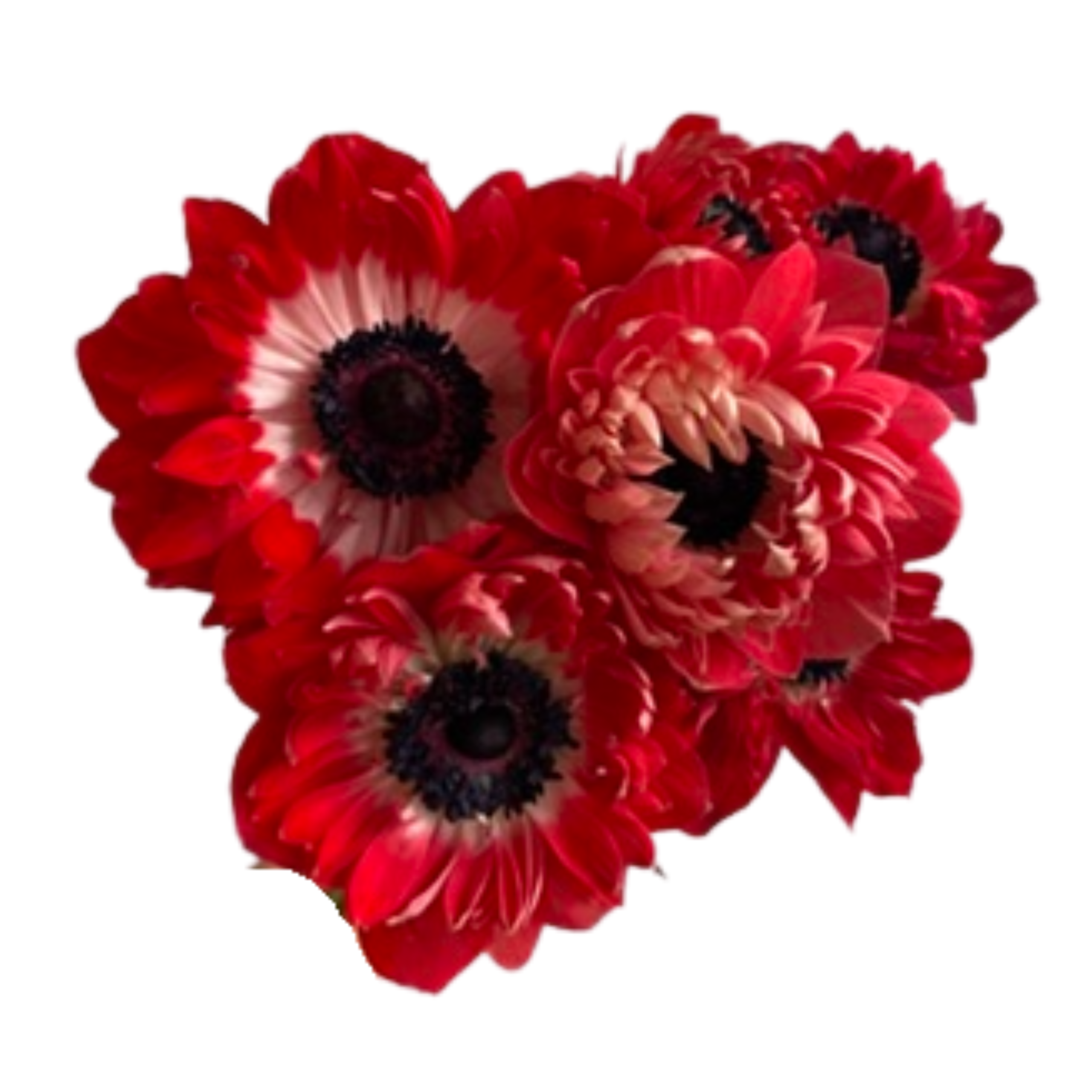 Anemone Full Star Red - Image 2